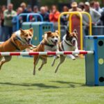 competitive sport for athletic canines