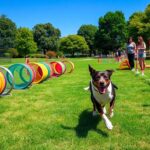 high energy dog owners outdoor agility