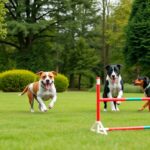 personalized fitness plans for canine clientele