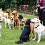 training tips for beginner dogs